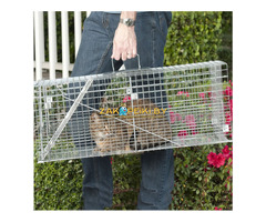 Котоловка, клетка-ловушка напрокат