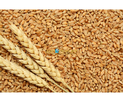 Пшеница, купить зерно в Минске с Доставкой