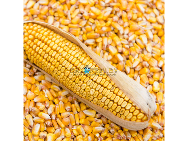 Кукуруза, купить зерно в Минске с Доставкой - 1