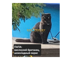 Продам 3 котят