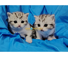 Шотландские котята.