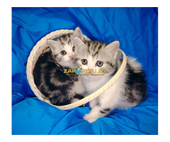 Шотландские котята.девочки.