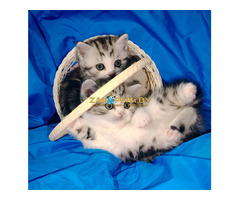 Шотландские котята.девочки.