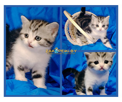 Шотландский котенок.