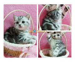 Котята скоттиш-страйт кошки.