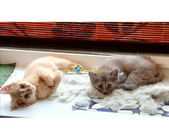 Котята 1,5 месяца в добрые руки