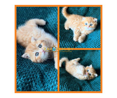 Шотландский котик котенок.