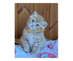 Шотландский котик котенок.