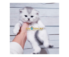 Породистые котята.