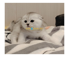 Породистые котята.