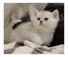 Породистые котята.