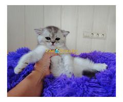 Шотландские котята.