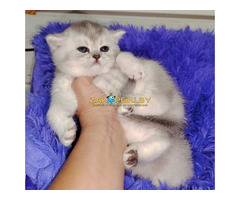Котенок шиншилленок,шотландский.