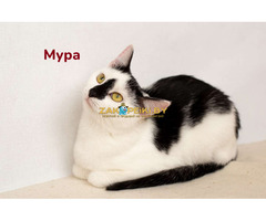 Чудесные кошечки-сестрички Малышка и Мура в дар