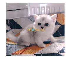 Котенок шиншилленок,шотландский.