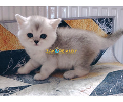 Котенок шиншилленок,шотландский.