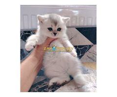 Котенок шиншилленок,шотландский.