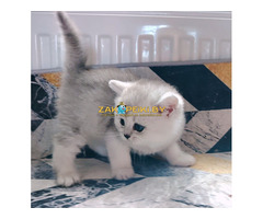 Котенок шиншилленок,шотландский.