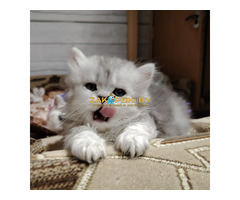 Котенок скоттиш-страйт.