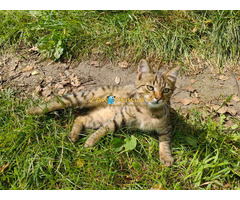 Котята срочно ищут дом