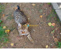 Котята срочно ищут дом