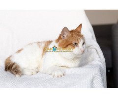 Рыжий котик Сеня срочно ищет дом