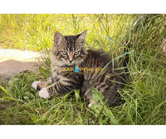 Котята с дач срочно ищут дом