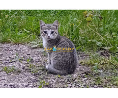Котята с дач срочно ищут дом