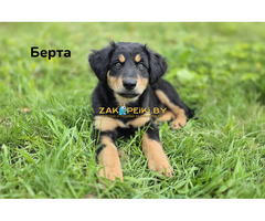 Милые щеночки в дар