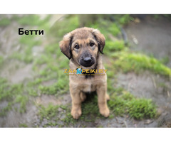 Милые щеночки в дар