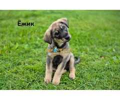 Милые щеночки в дар