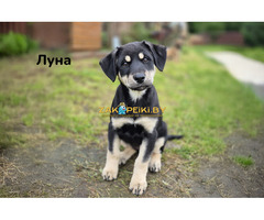 Милые щеночки в дар