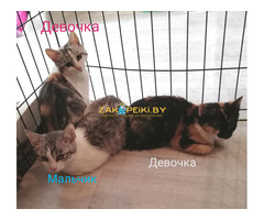 Котята в дар