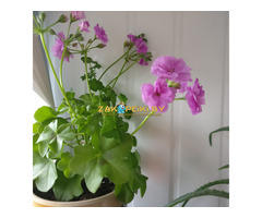 Пеларгония цветущая плющелистная ''Pacific Lavender''