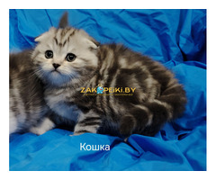 Шотландские котята.