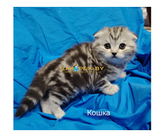 Шотландские котята.