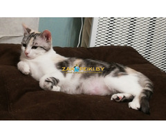 Котенок Лаура в добрые руки
