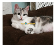Котенок Лаура в добрые руки