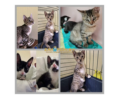 Котята в дар.