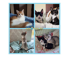 Котята в дар.