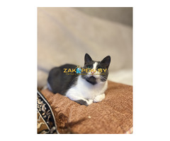 Очаровательная Ливи