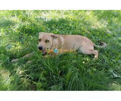 Замечательная собака-охранница Лиска в дар