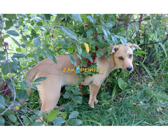 Замечательная собака-охранница Лиска в дар