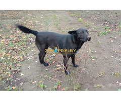 Прекрасная собака-охранница Бэтта в дар