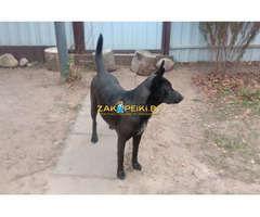 Прекрасная собака-охранница Бэтта в дар