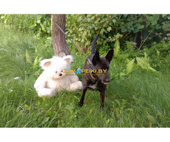 Прекрасная собака-охранница Бэтта в дар