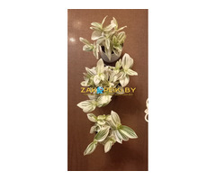 Продам цветок традесканция