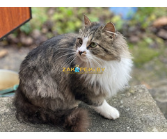 Ласковая кошка с дач очень срочно ищет дом