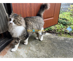 Ласковая кошка с дач очень срочно ищет дом