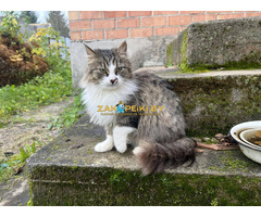 Ласковая кошка с дач очень срочно ищет дом